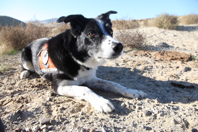 A black-and-white dog sits in the desert, alert, on the track of lizards. 