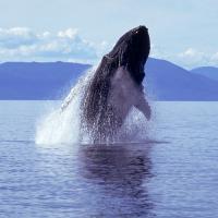 A humpback whale lunges in the water. UC Davis and SETI Institute scientists are studying whale communication. (Getty)