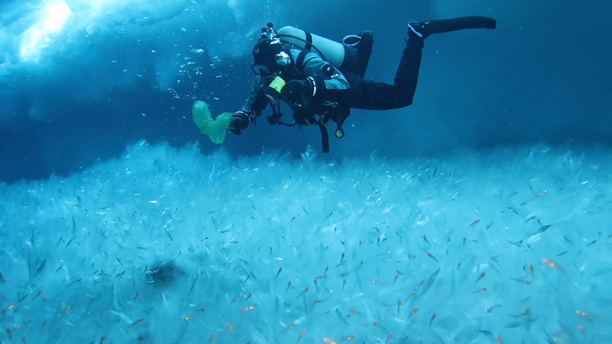 A diver takes samples of polar ocean floor biology