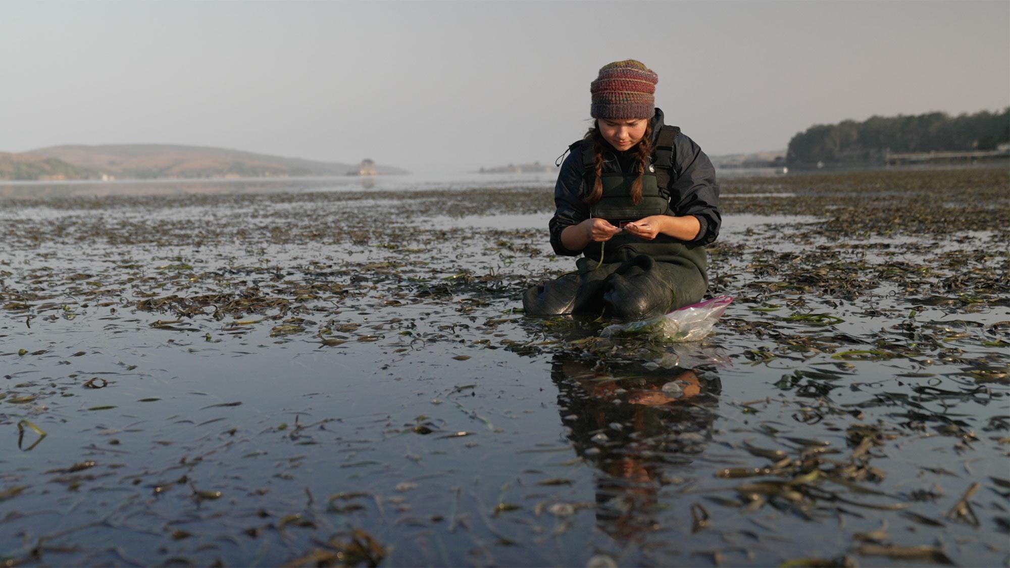A student researcher wades through the tidal waters at Bodega Bay