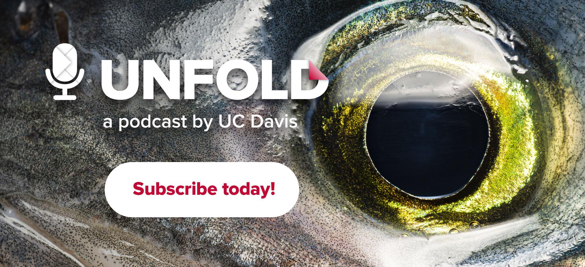 A close up of a fish eye - Unfold, a podcast by UC Davis, subscribe today!