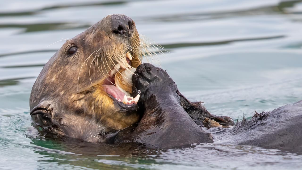 southern sea otter eating clam