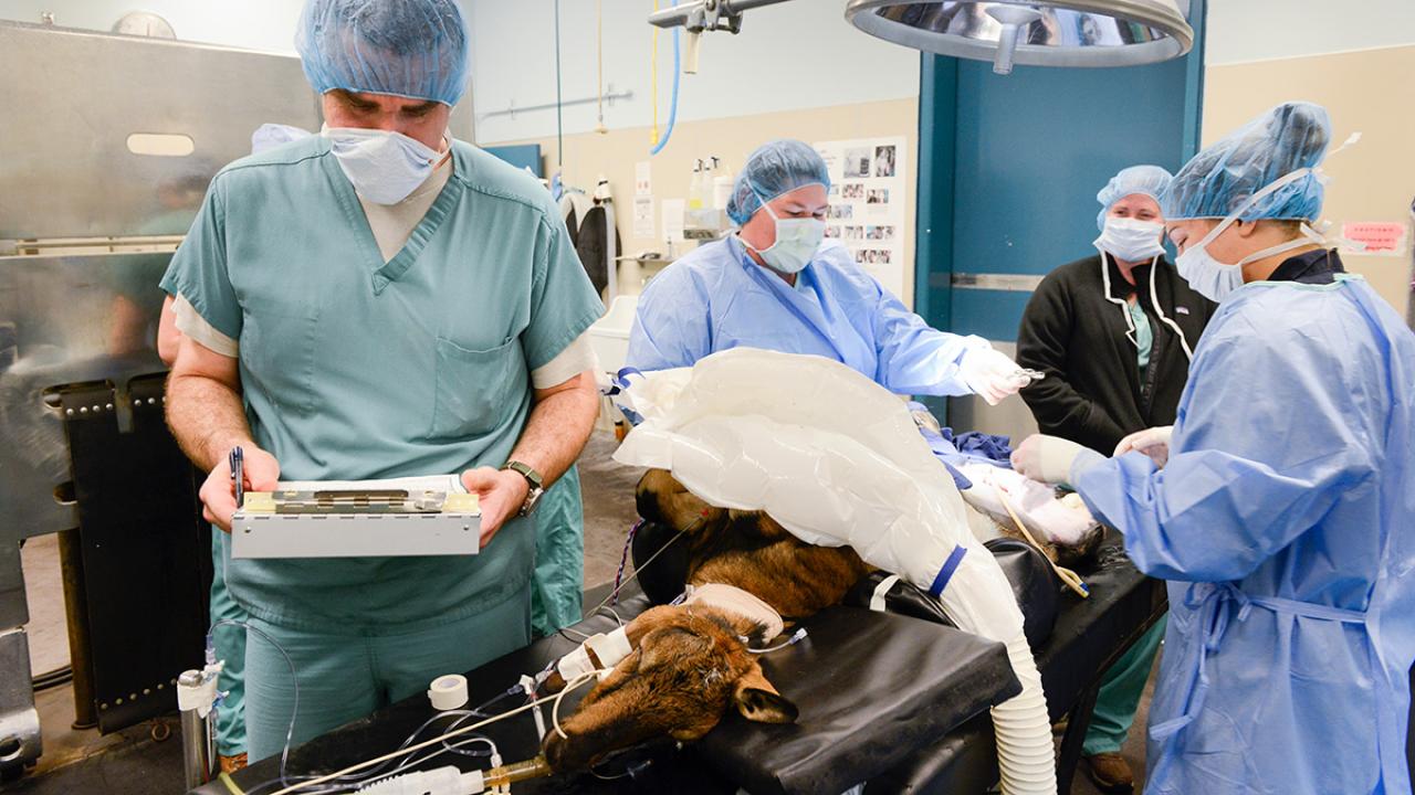 Robert Brosnan, left, in surgery with animal nurses and a anesthetized goat on the surgery table