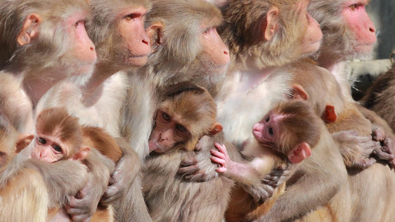 A row of female monkeys holding infants