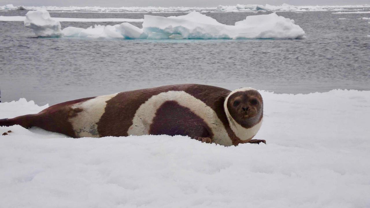 Adult male ribbon seal laying on ice