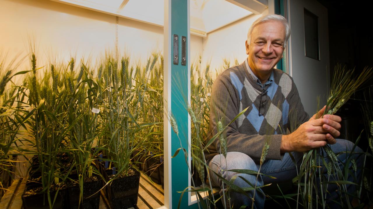 Wheat expert Jorge Dubcovsky in his laboratory. 
