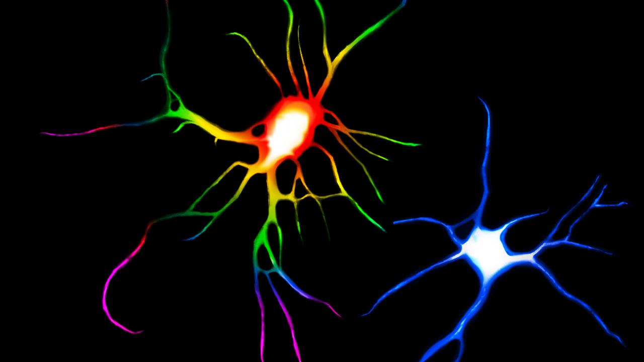 Two neurons