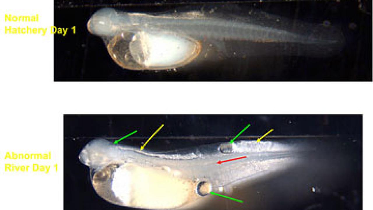 The top fish is a normal striped bass larva from hatchery mother. The bottom fish is an abnormal striped bass larva from a river mother. The green arrows indicate areas of abnormal fluid accumulation, yellow areas indicate blistering and dead ti