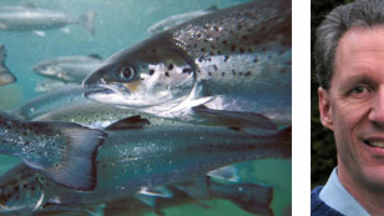 Photos (2): Atlantic salmon on a fish farm in British Columbia, Canada; and Gary Marty