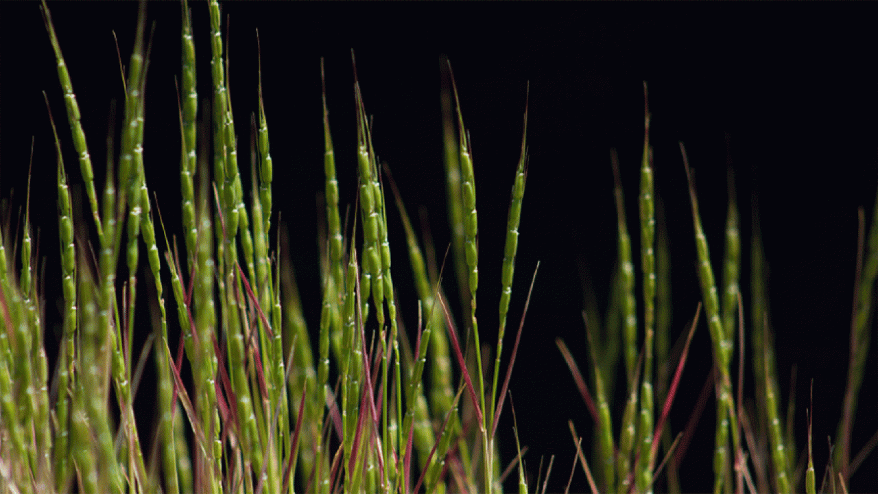 photo of type of goatgrass or wild wheat
