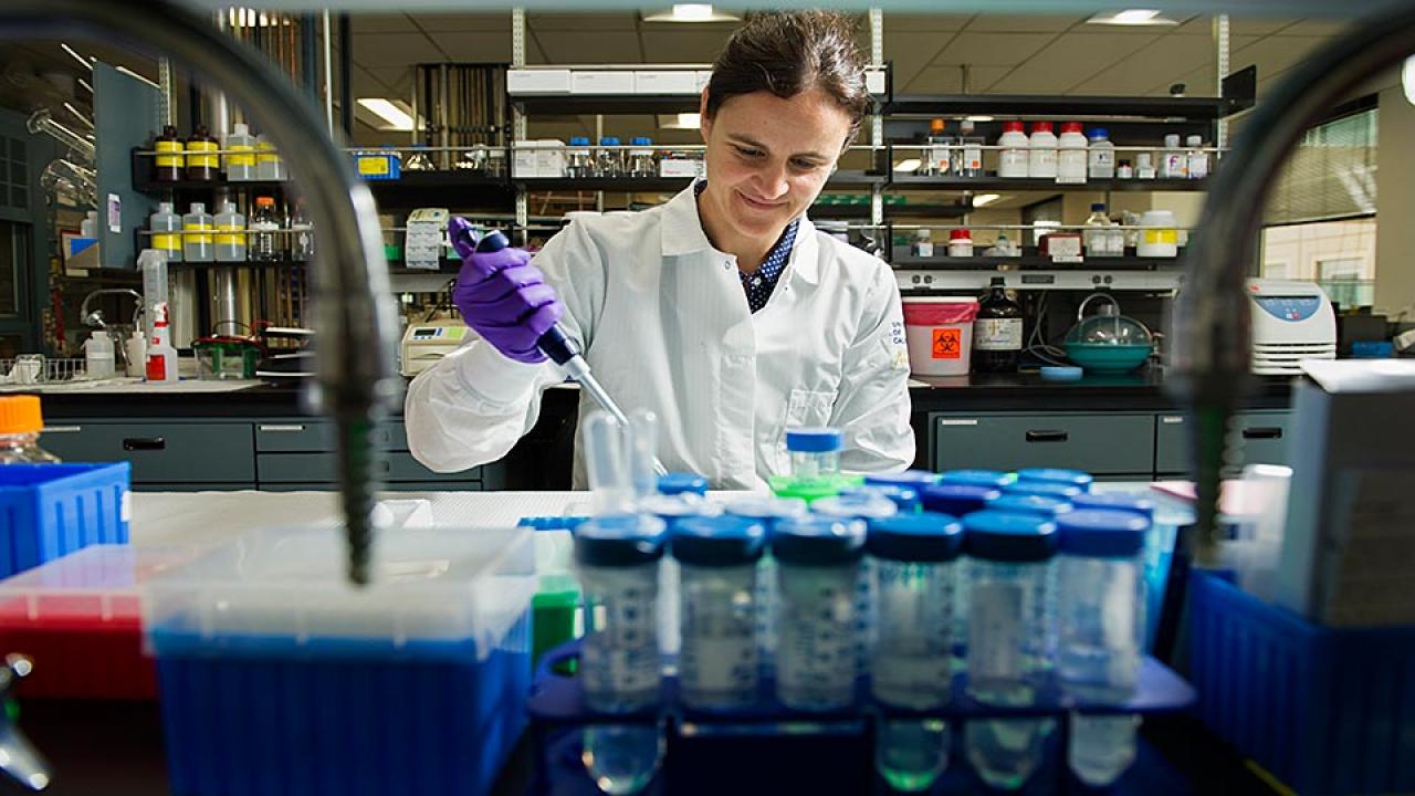 Woman in white lab coat and purple glove pipettes liquid into vials in laboratory
