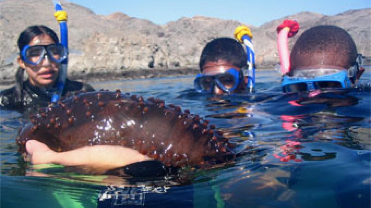Photo: Girl and two boys in snorkel gear observe a sea cucumber.