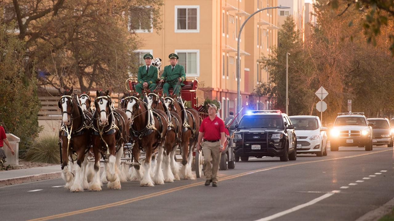 The Budweiser Clydesdales walk past Tercero.