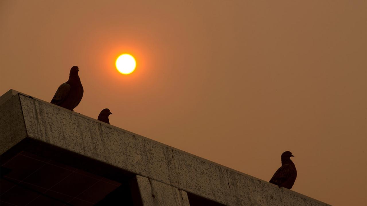 Birds sit on top of solar panels with orange-tinted sky in the background.
