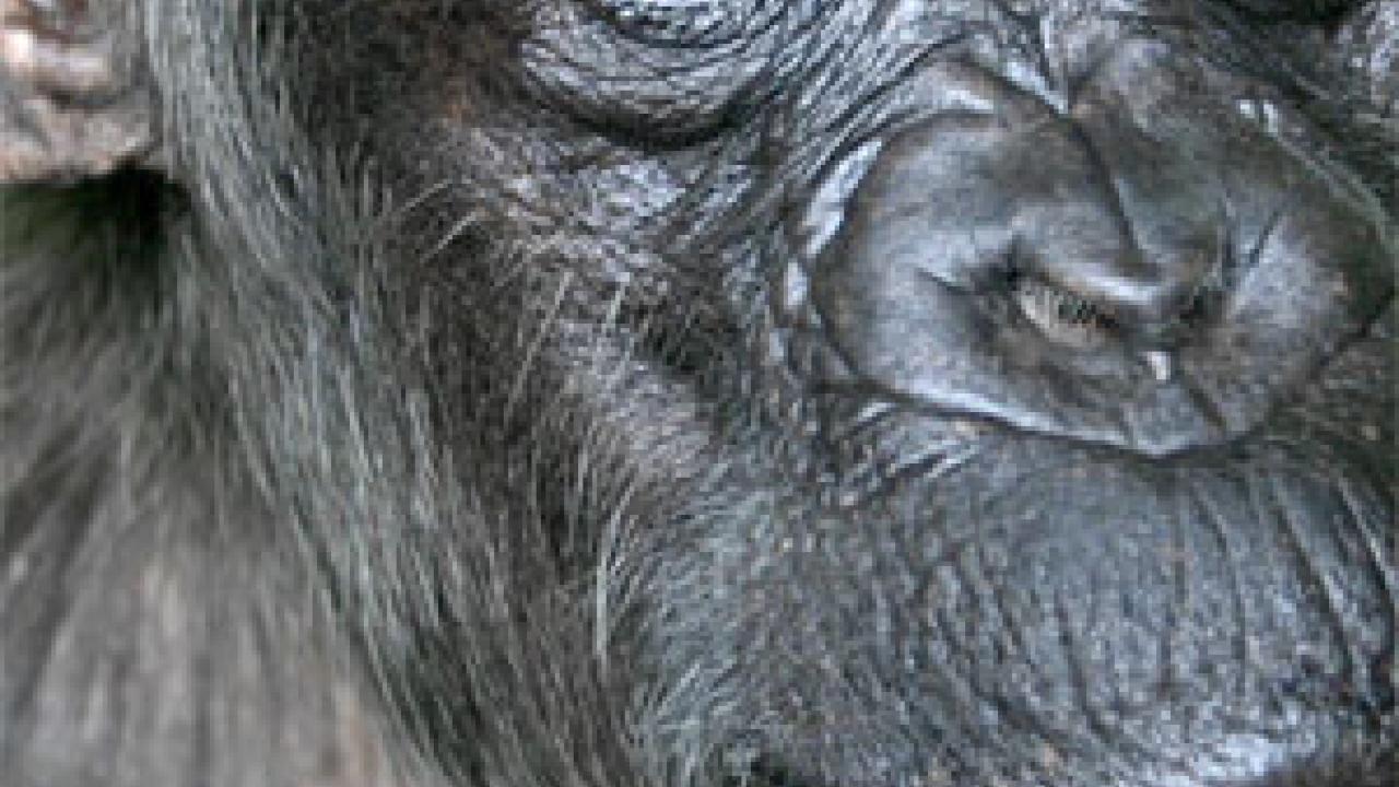 Comparing Chimp, Human DNA | UC Davis