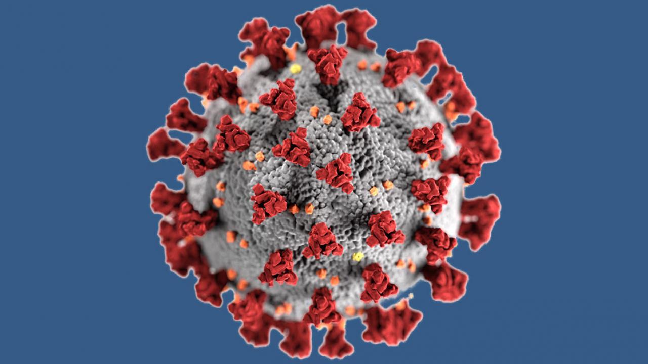 Coronavirus structure (graphic)