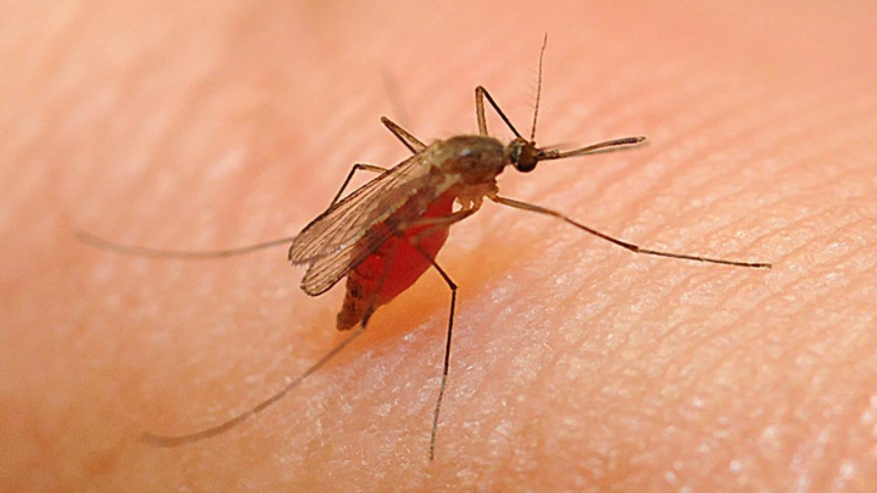 Closeup picture of a mosquito on a person's skin.