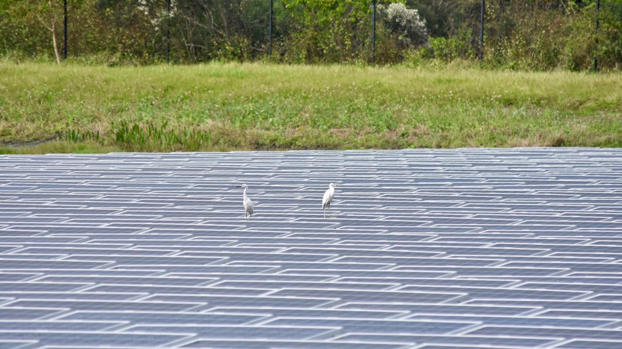 A great egret and a little blue heron stand atop a floatovoltaic array in Florida. 