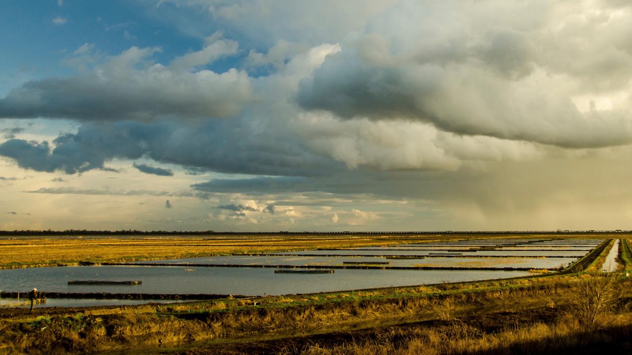 Flooded Central Valley rice fields