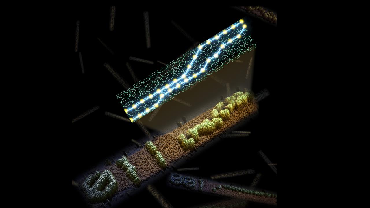Programmable self-assembling DNA