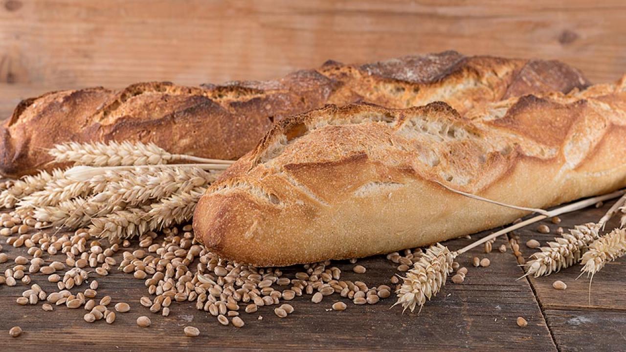 Wheat stalks and kernels with two loaves of French bread