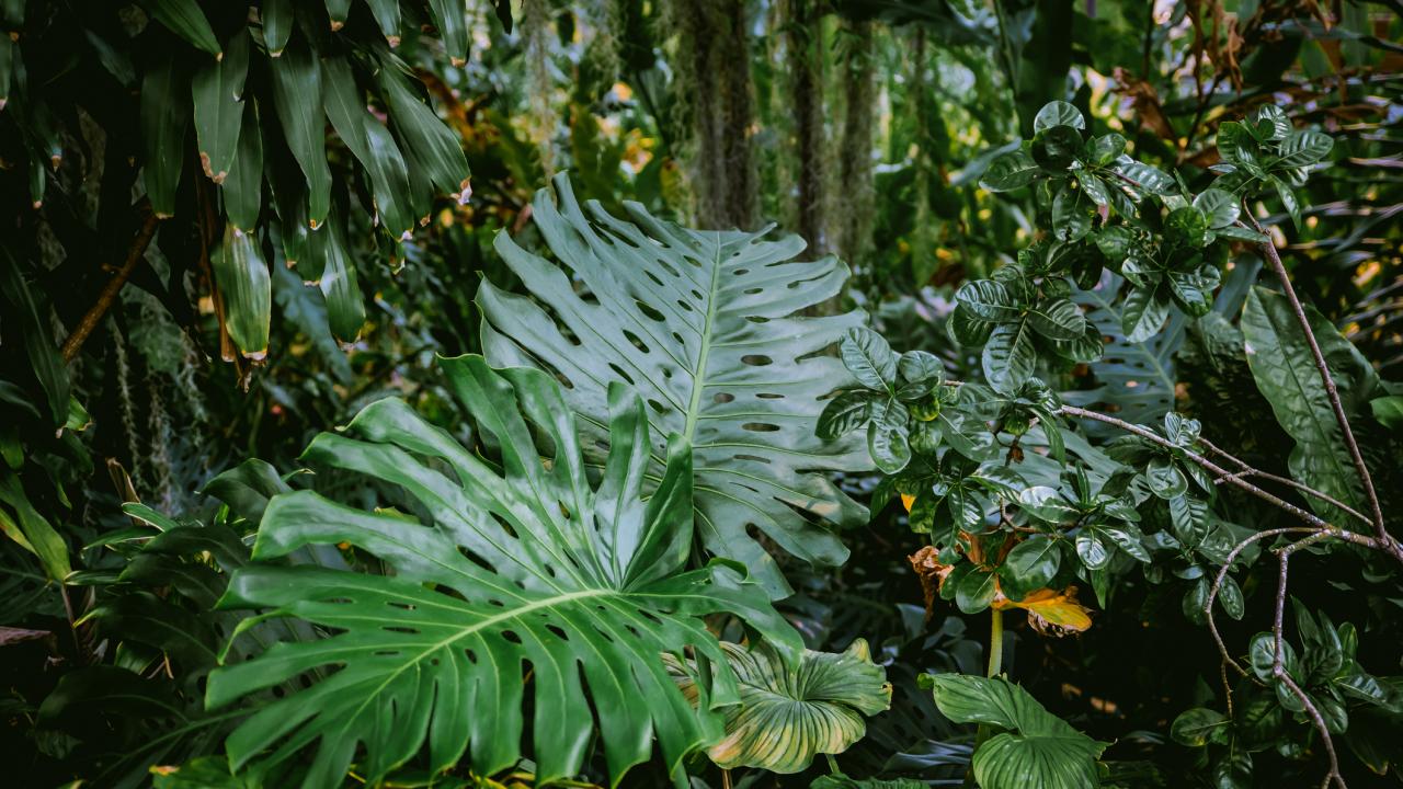 Jungle plants