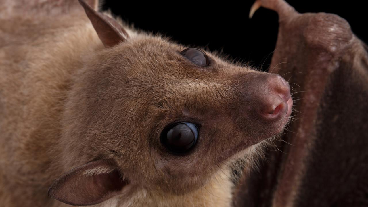 Egyptian fruit bat or rousette