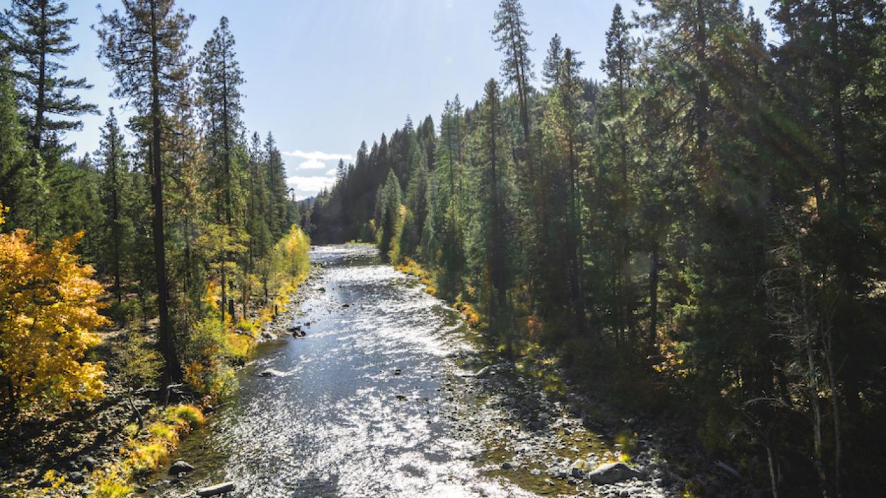 A river runs between stands of forest in northern California
