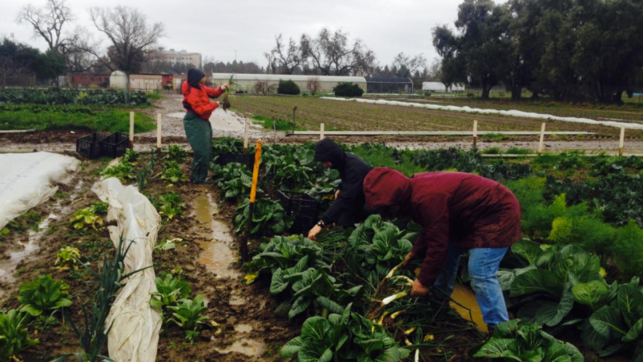 Photo: Harvesting scunions on the Student Farm