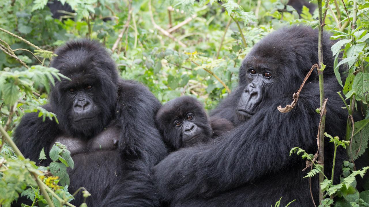 A family of mountain gorillas in Rwanda 