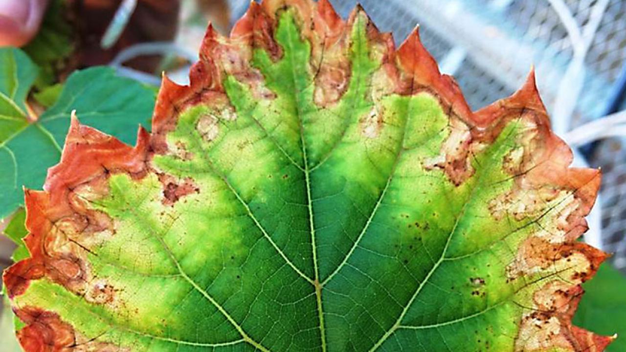 Grape leaf with brown edges
