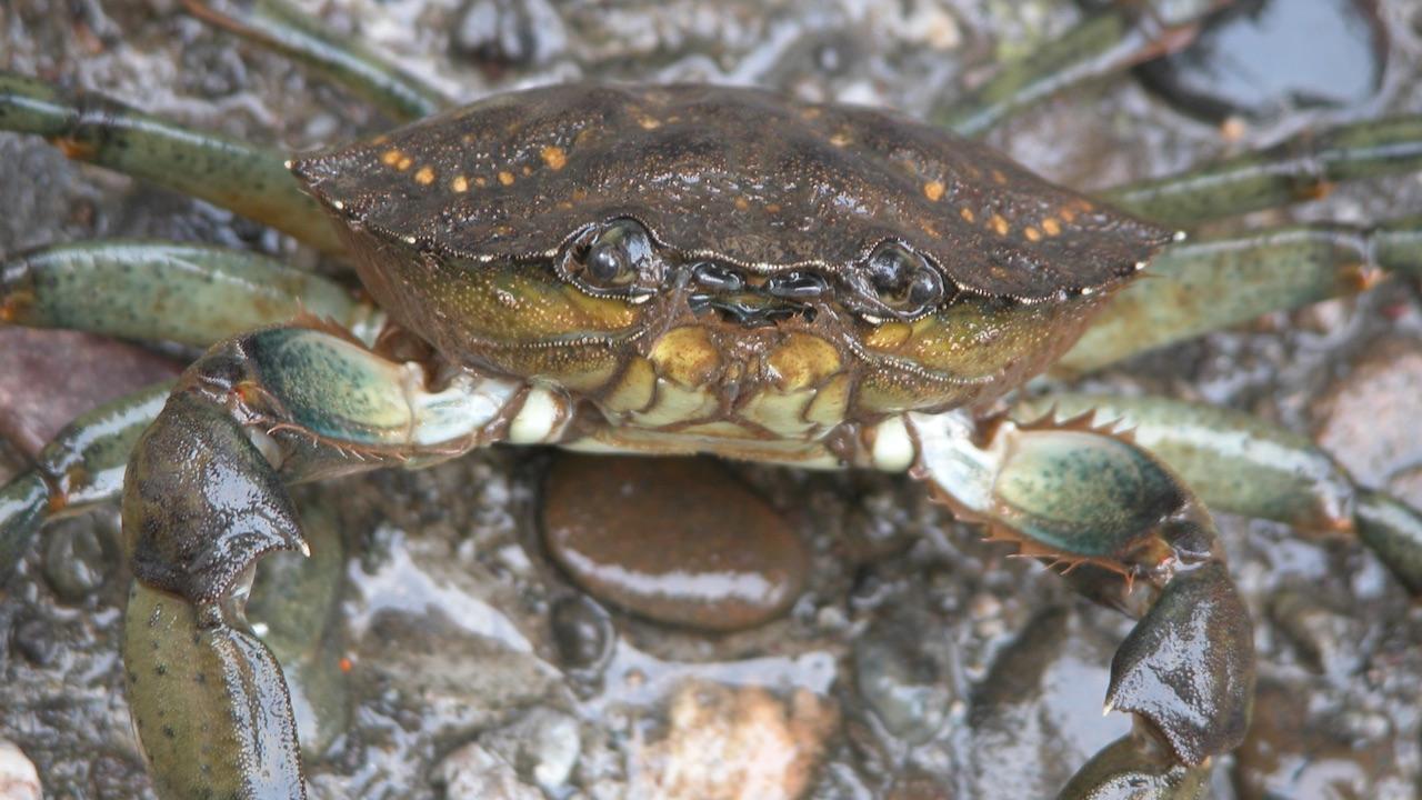 close up of European green crab