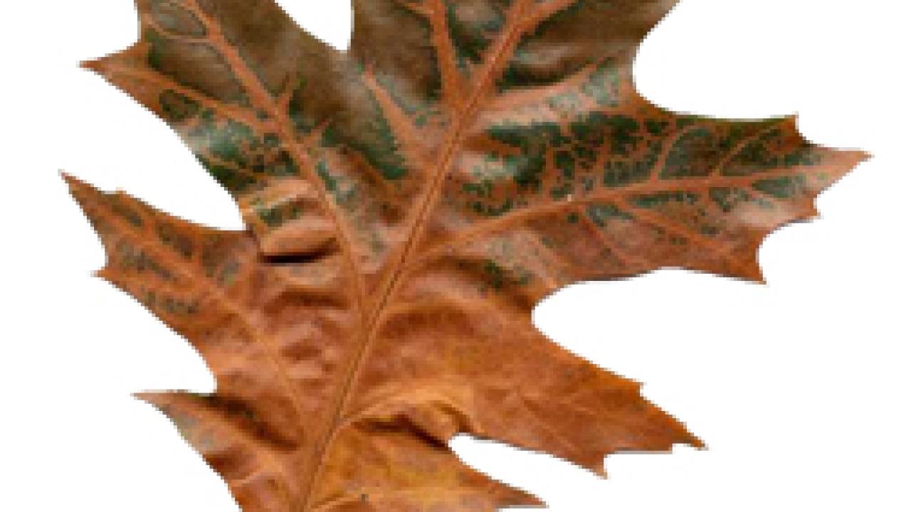 Oak leaf