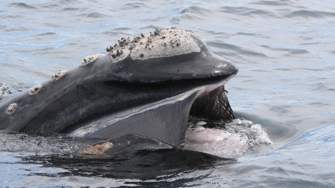 southern right whale in argentina with mouth open, skimming water