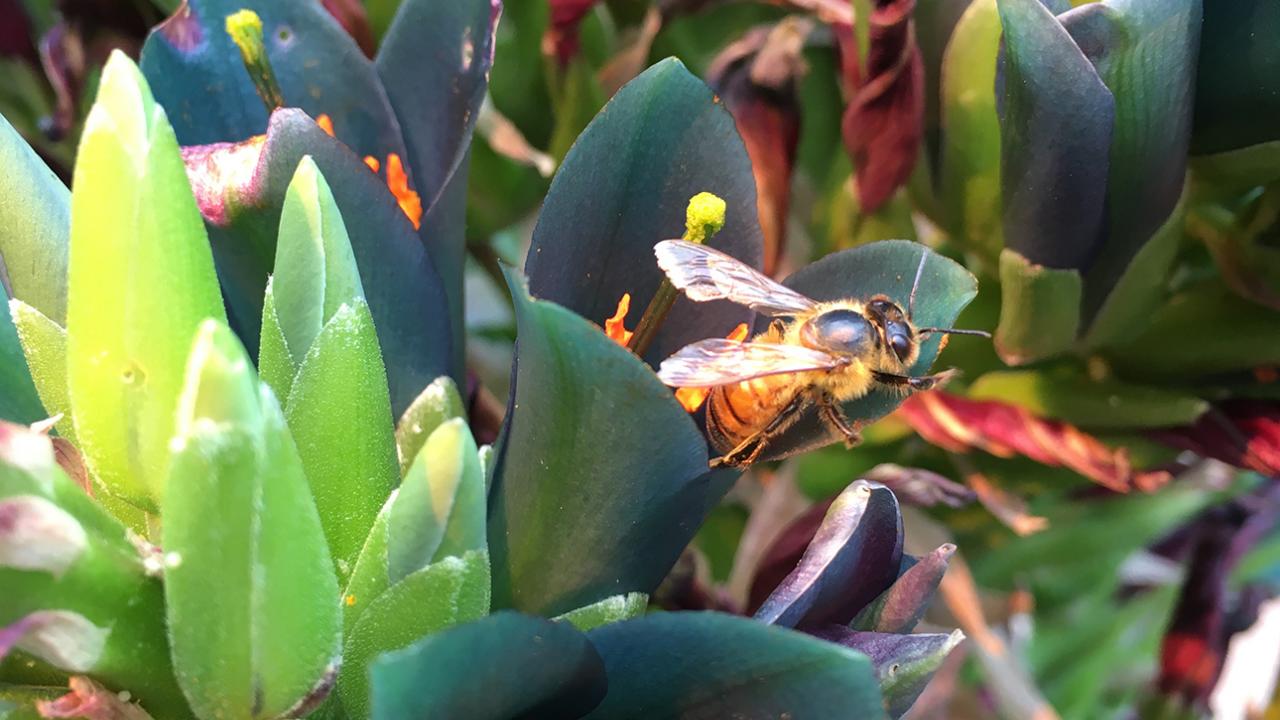 A bee on flowers.