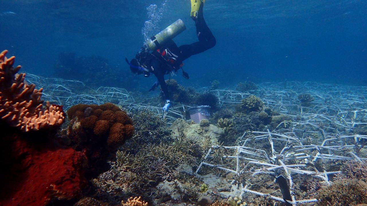 A diver checks on a coral reef restoration project in Indonesia