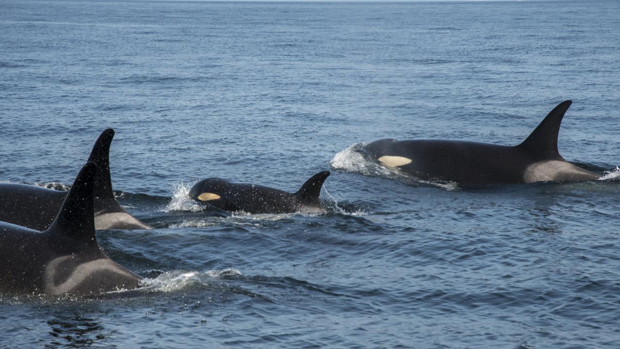A pod of Southern Resident killer whales, including J50, in August 2018