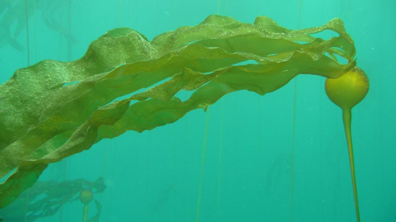 Bull kelp underwater