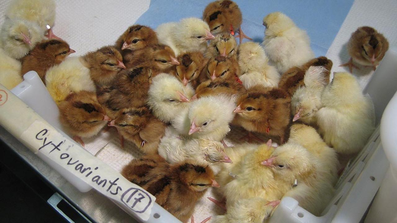 Young brown and yellow chicks on a white tray.