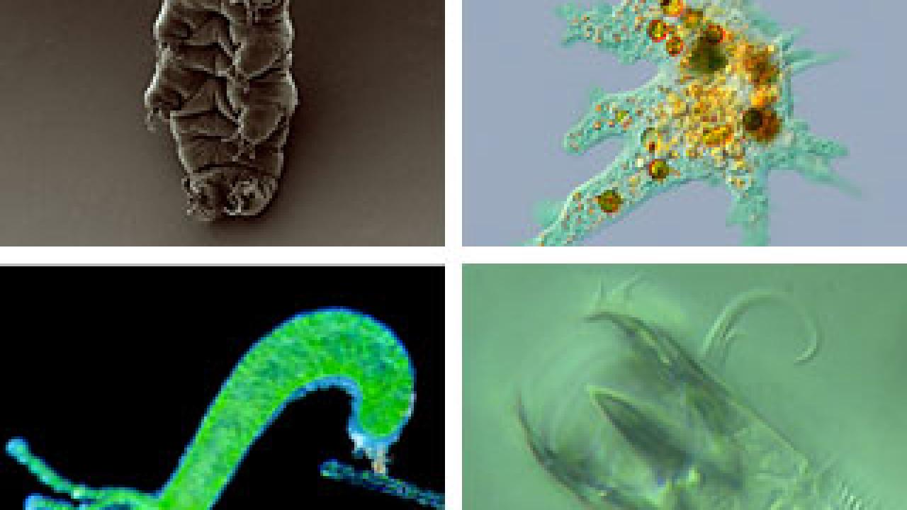 Four microbes of different looks