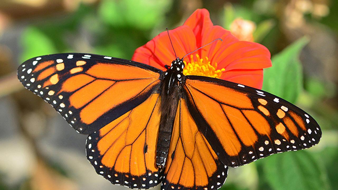 Orange and black monarch butterfly rests with wings open on dark orange flower. 