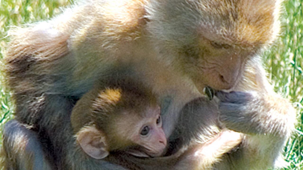 Photo: Mother and infant monkey