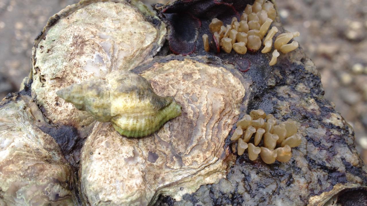 Invasive oyster drill on native oyster, California