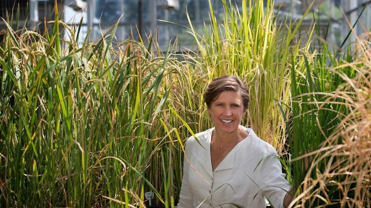Pam Ronald stands in front of tall rice plants.