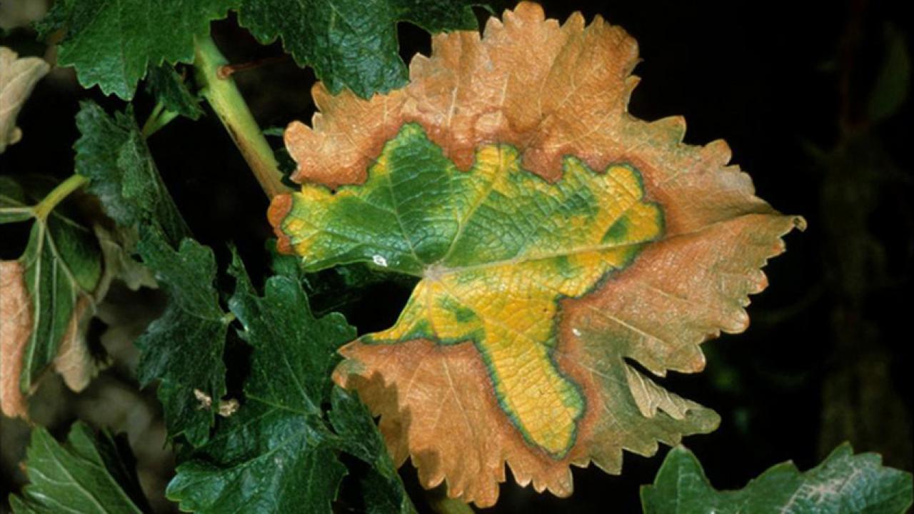 Pierce's disease on grapevine leaf