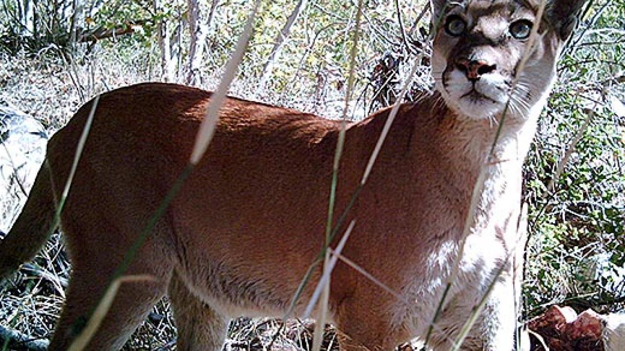 Mountain lion looking up
