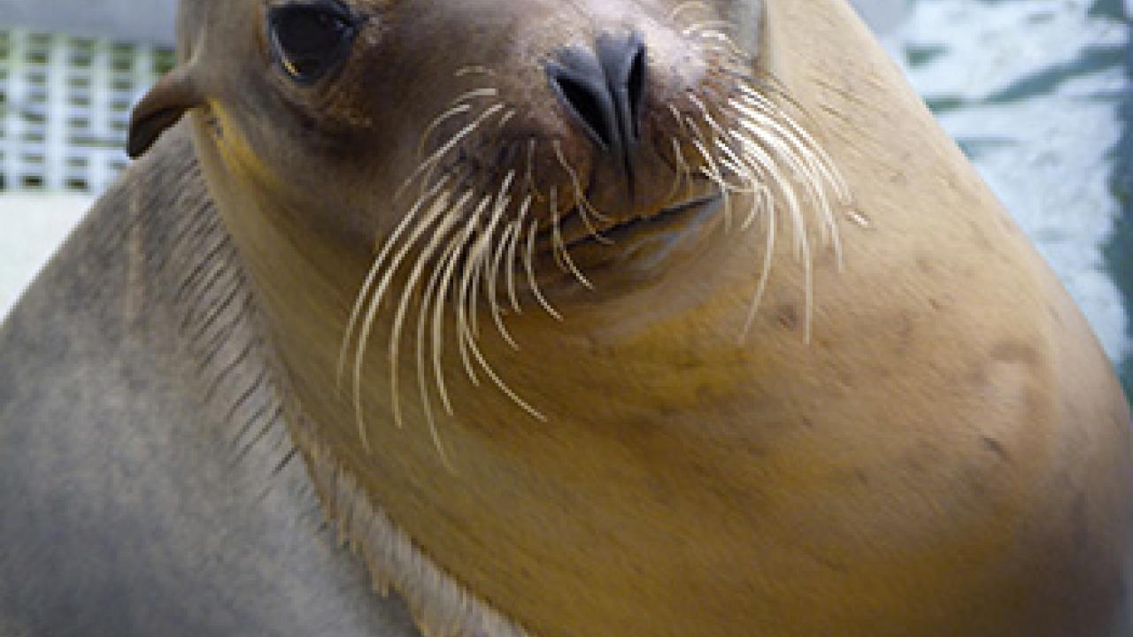 Photo: California sea lion