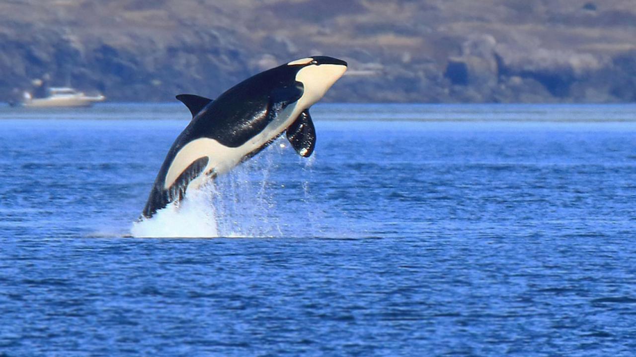 Southern resident killer whale breaching in ocean