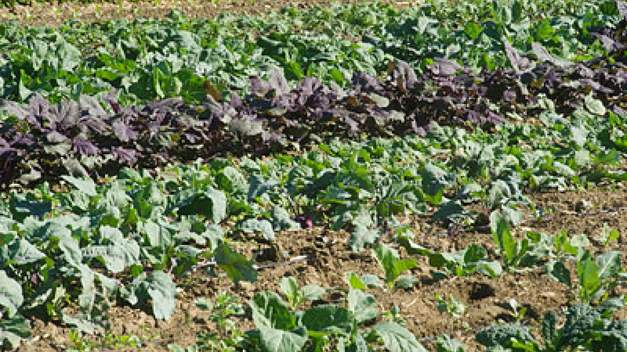 Row crops, including lettuce in a field