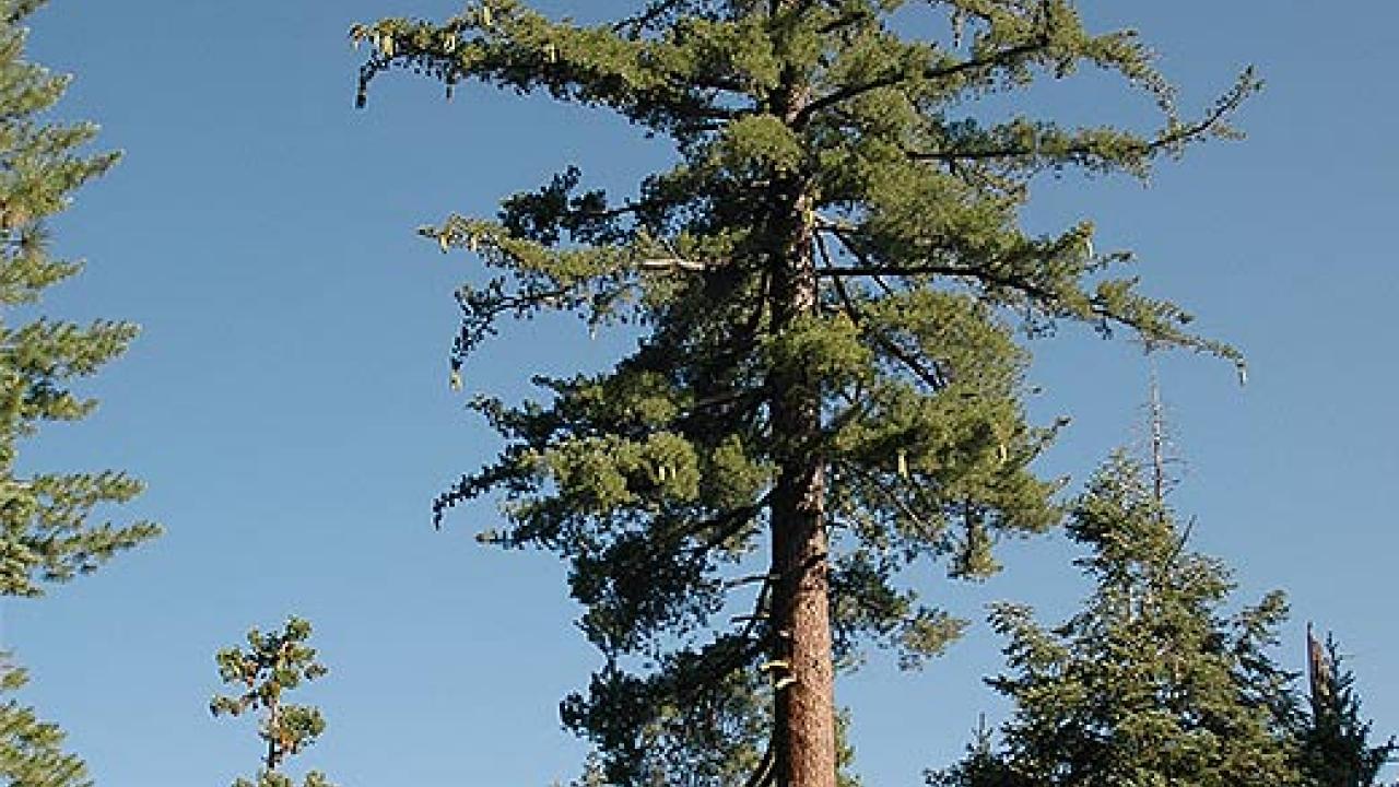 Tall pIne tree in a forest